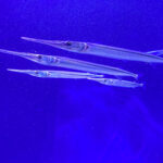 Needlefish in the new Hatchling Harbor Exhibit at Newport Aquarium