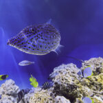 Scrawled Filefish in the new Hatchling Harbor Exhibit at Newport Aquarium