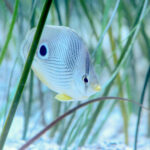 Young Foureye Butterflyfish in the new Hatchling Harbor Exhibit at Newport Aquarium