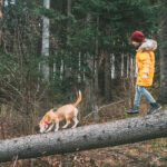 Boy in bright yellow parka walks with his beagle dog in pine for