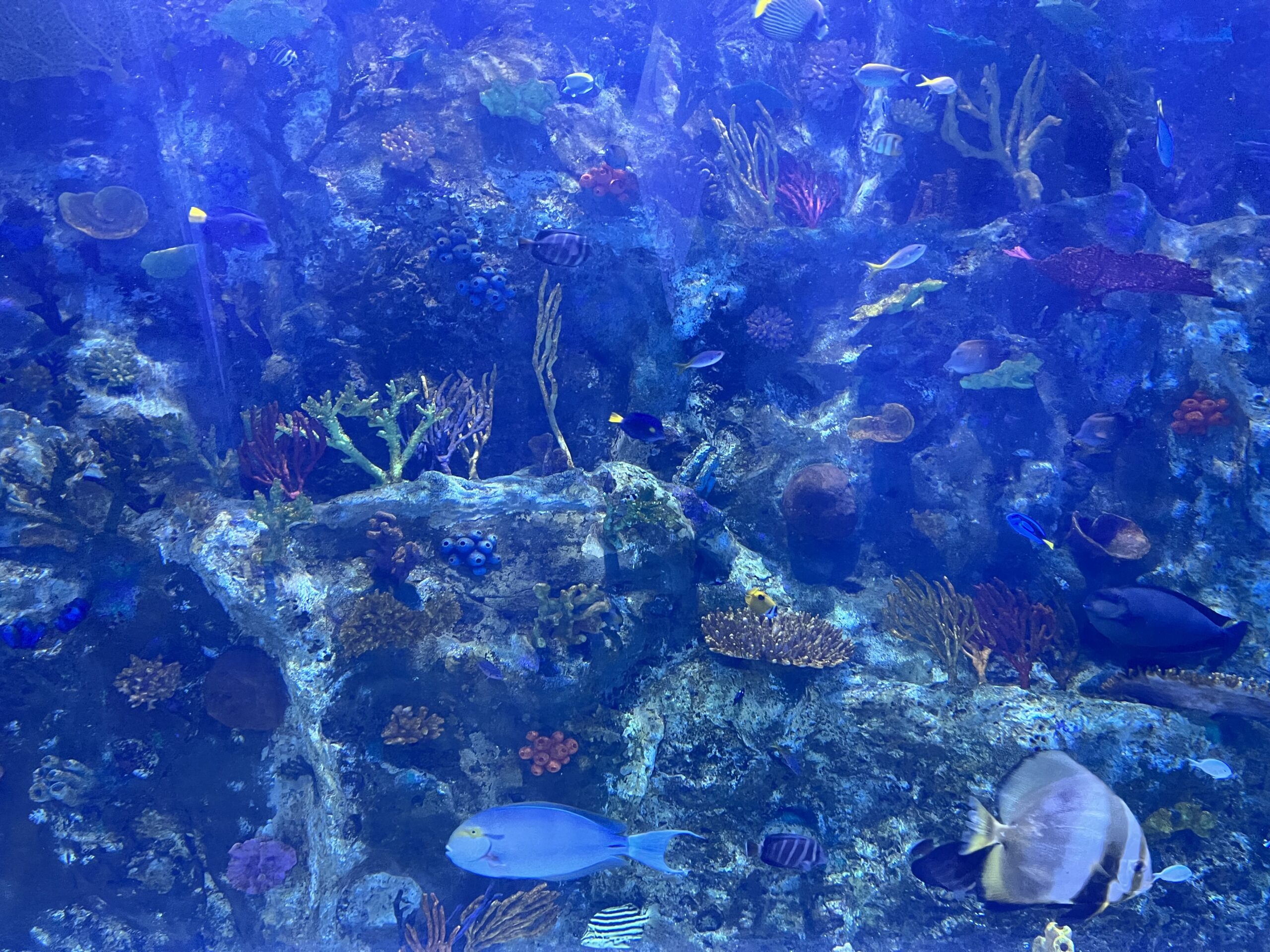 newport aquarium