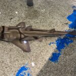 Newport Aquarium