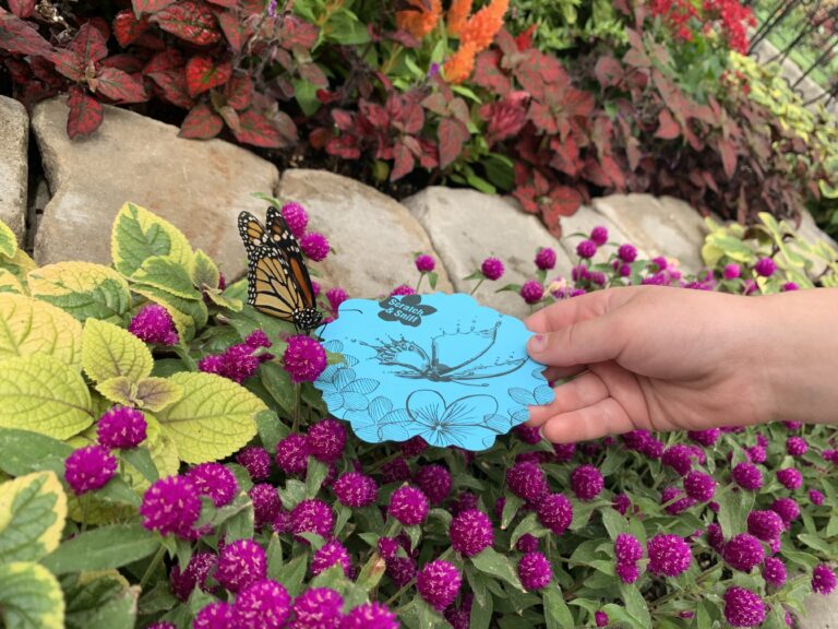 Krohn butterfly