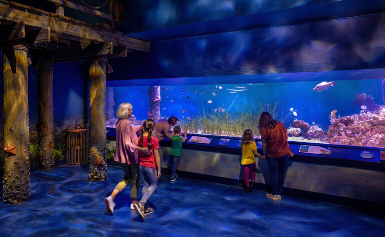 Newport Aquarium: New Baby Animals in Hatchling Harbor