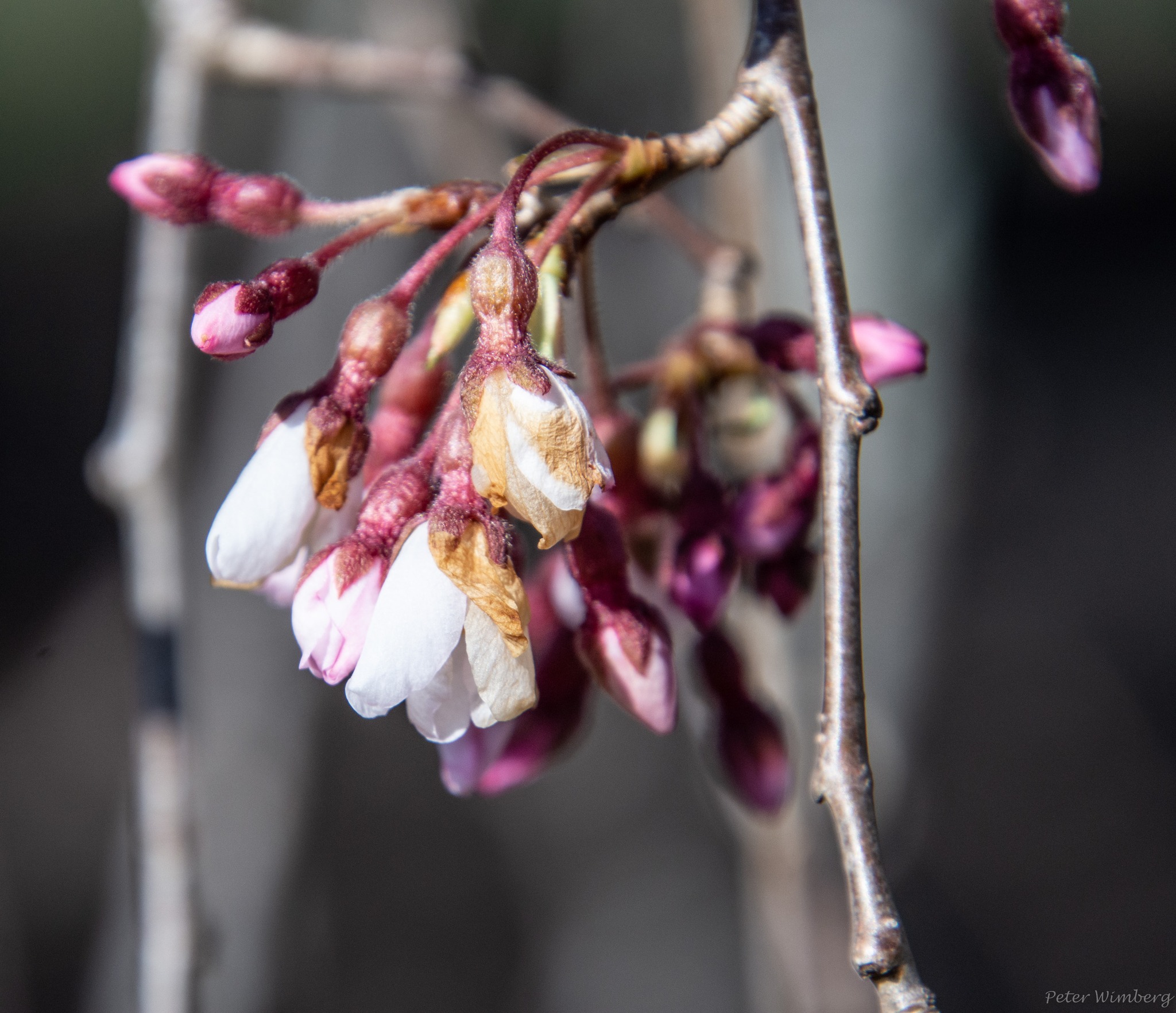 It's peak time to visit the Weeping Cherry Tree Blossoms at Ault Park