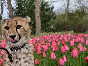 cincinnati zoo tulips