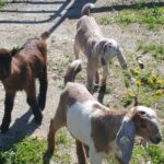 great parks mothers day babies