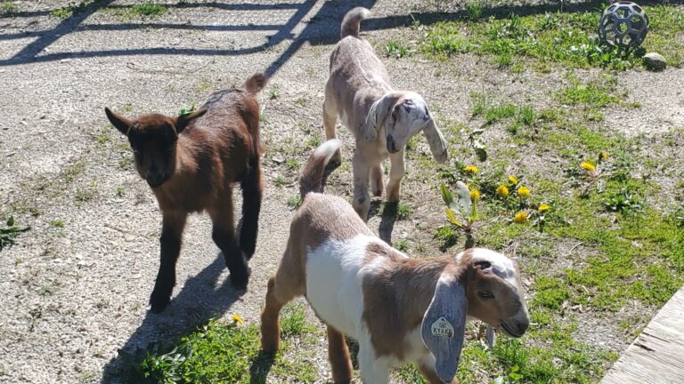 great parks mothers day babies