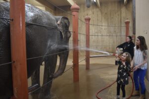 cincinnati zoo elephant behind the scenes