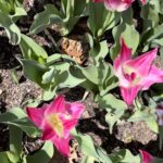 zoo blooms