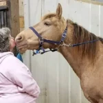 silver saddle milestones inc