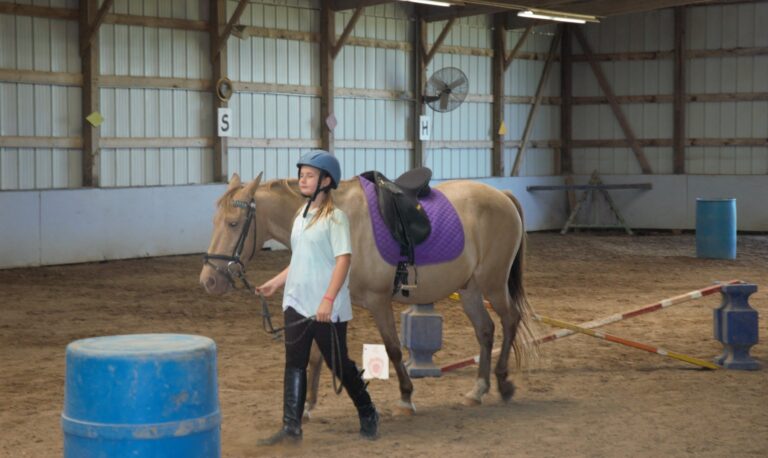 milestone inc therapy horse in show ring