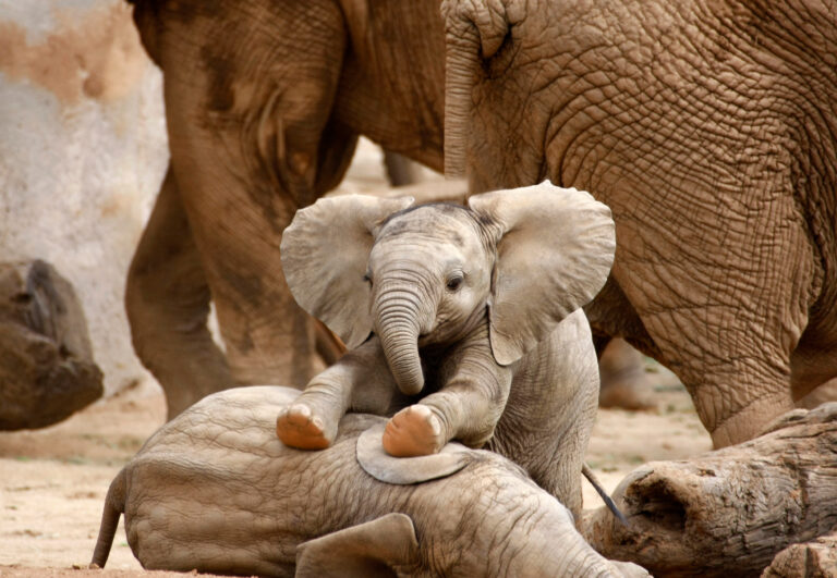 Zoo Babies at The Cincinnati Zoo
