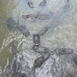wild florida