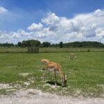 wild florida