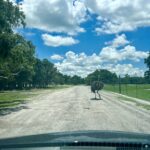 wild florida