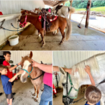 french lick stables