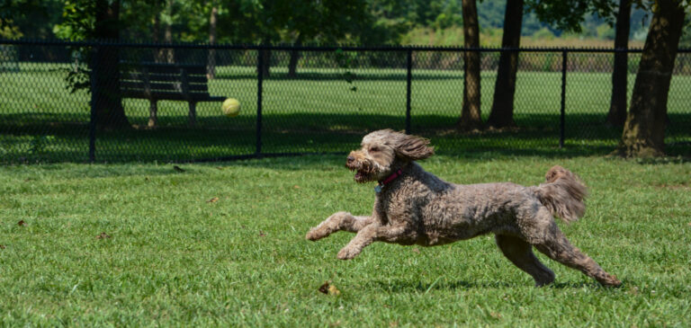 Top Dog-Friendly Places to Visit with Your Furry Friend