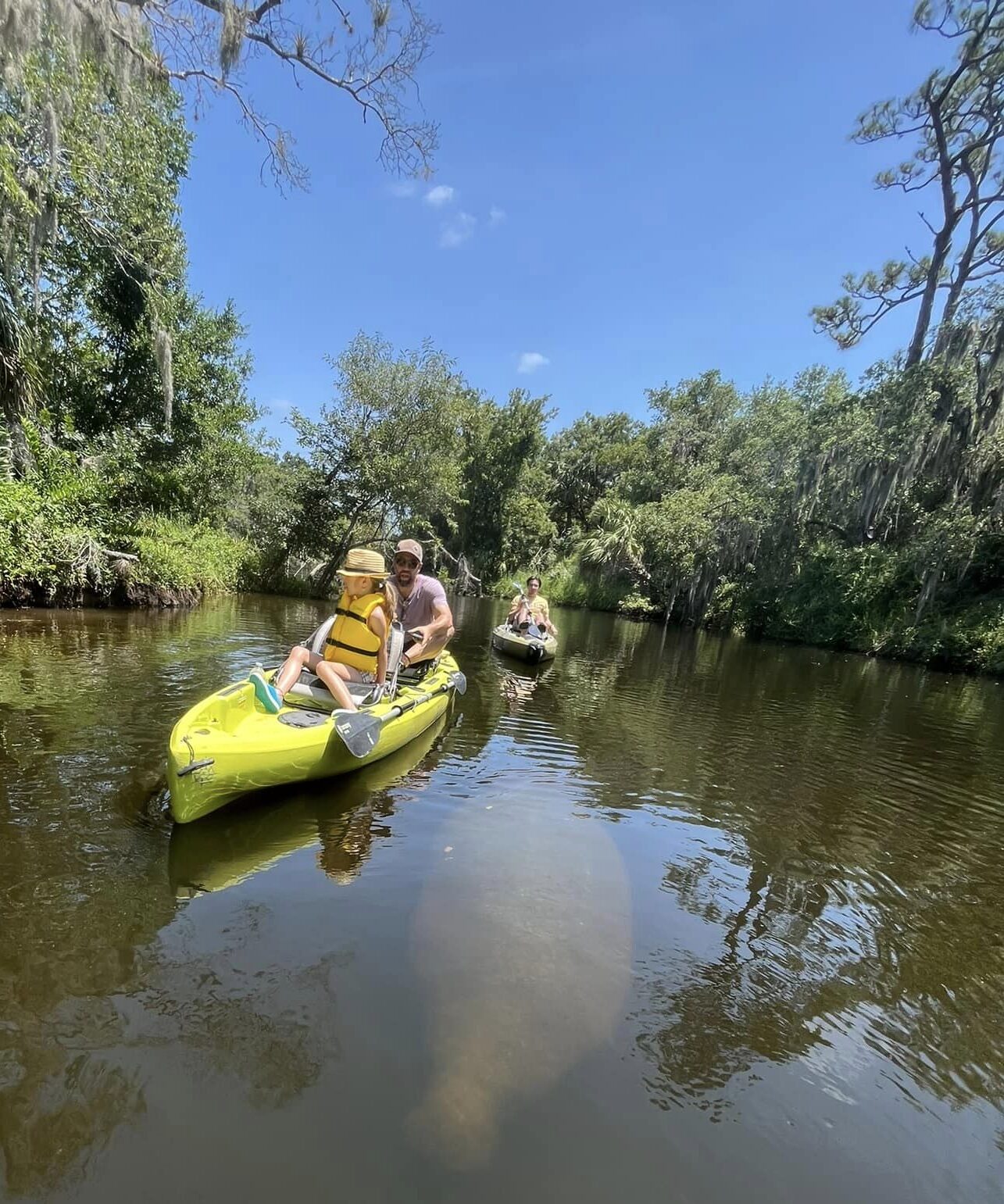 Florida's special summer visitors