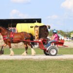 horse