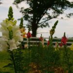 10460891_468897263255322_5692558317361465025_o