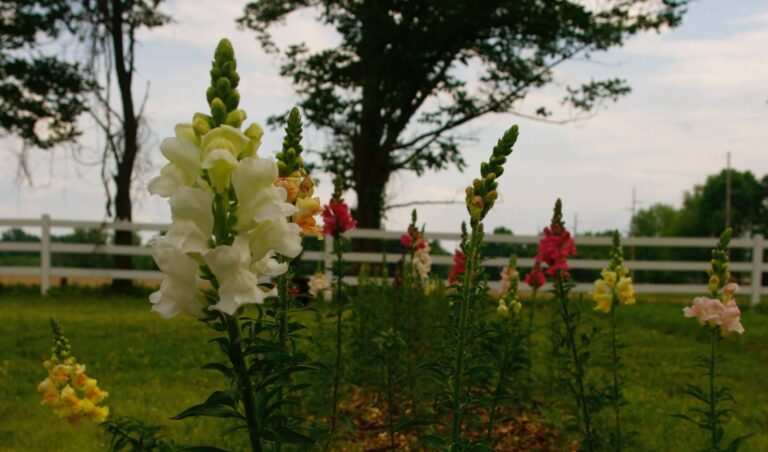 Pick your own bouquet at Marmalade Lily Flower Farm