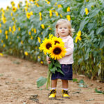 Cute adorable toddler girl on sunflower field with yellow flowers. Beautiful baby child with blond hairs. Happy healthy little daughter, smiling and holding bouquet. Outdoor portrait on late summer day.