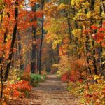 colors of fall