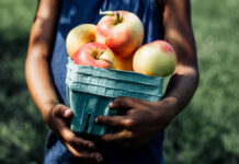 Best Apple Orchards near Cincinnati & Dayton for Apple Picking {2026} Cincinnati Apple Orchards