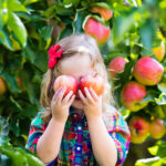 Little girl picking apples from tree in a fruit orchard