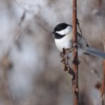Carolina Chickadee