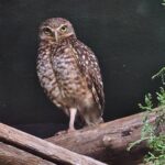 boonshofthowl