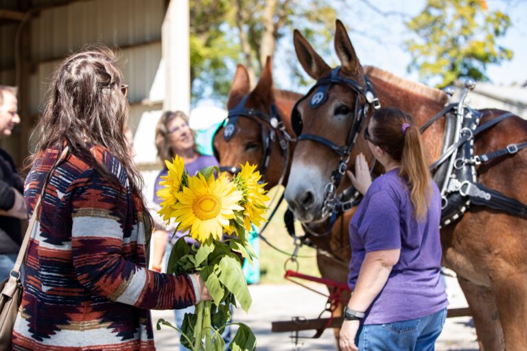 sunflower festival at gorman farm
