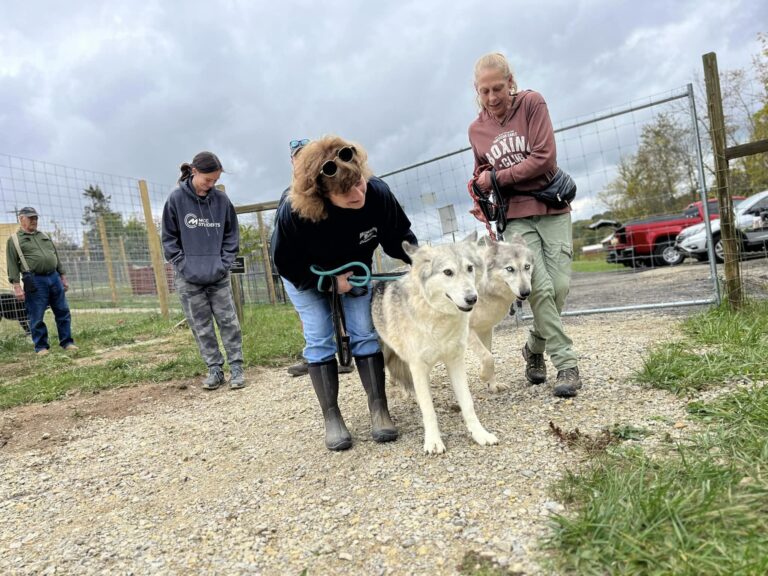 howl-o-ween at red riding hood rescue project