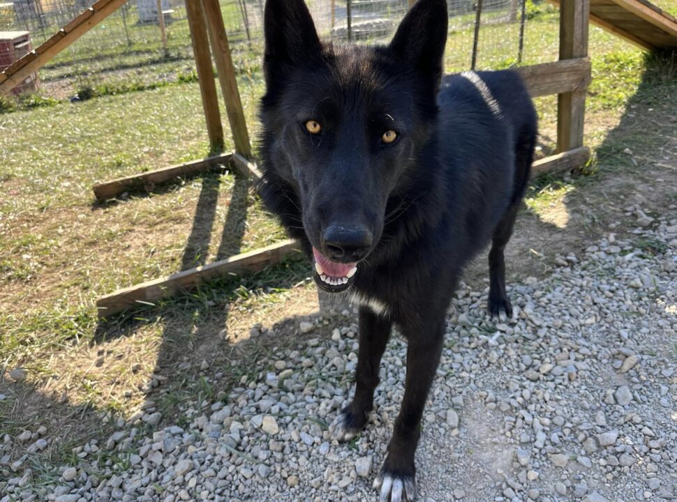 howl-o-ween at red riding hood rescue project