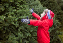 Best Christmas Tree Farms in Cincinnati {2025} Christmas Tree Farms Cincinnati
