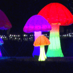 light-in-the-forest-676235f4a7bc0