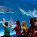 Family-meets-Sand-Tiger-Sharks-and-Shark-Ray-at-Newport-Aquarium-scaled