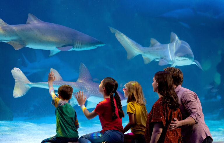 Free Pre-K Membership, Newport Aqarium
