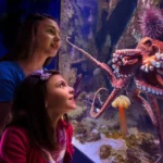 newport-aquarium-girl