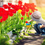 Little child walking near tulips on the flower bed in beautiful spring day