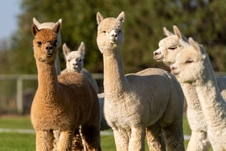Eagle Bend Alpaca Farm