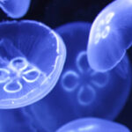 NAQ24_ANIMAL_MoonJelly_600SQ