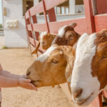 feeding-goats-1