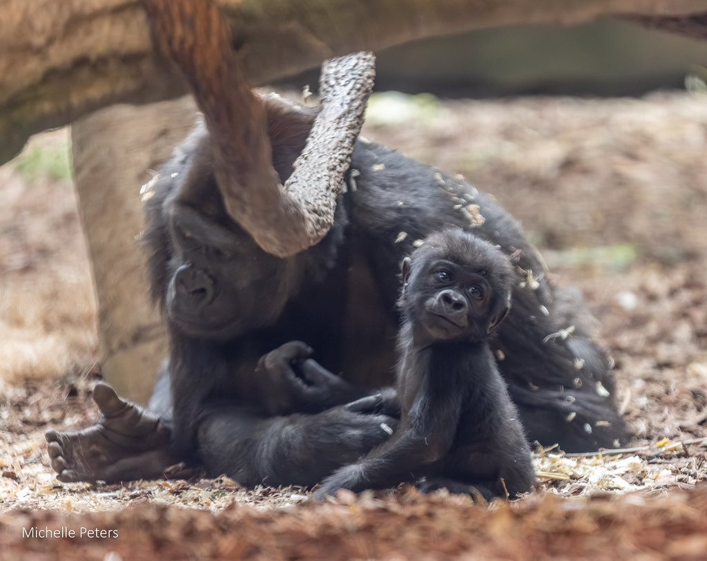 55049788244_e113d8aa95_b