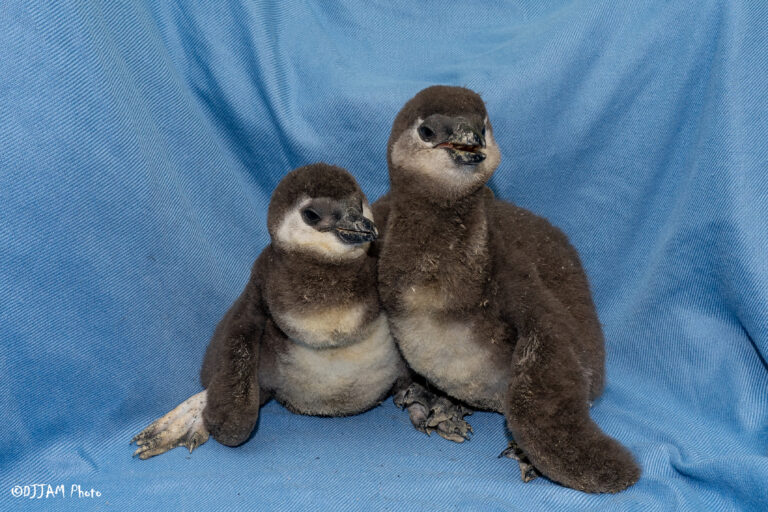 55132455043_3515dc035b_o-768x512