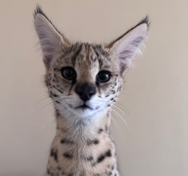 teddy-serval