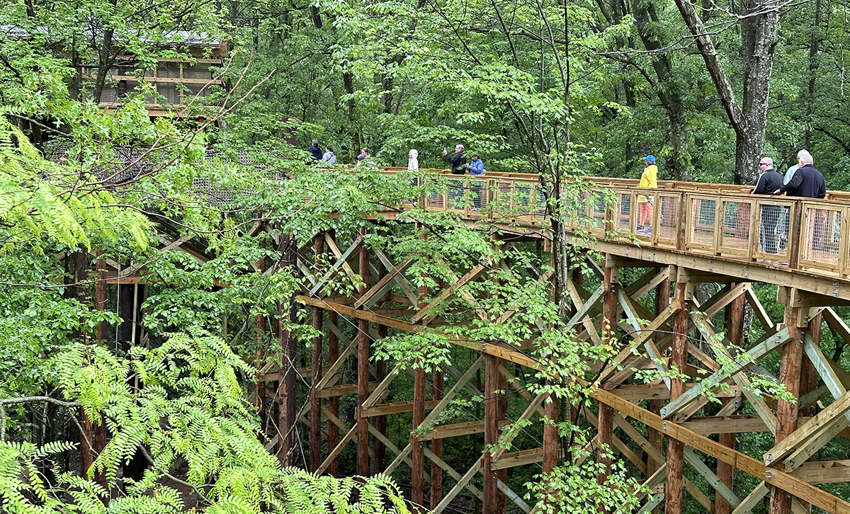 1200px_crop_BLK_Canopy-Walk-Opening-visitors-on-walk-36-Virginia-Gordon