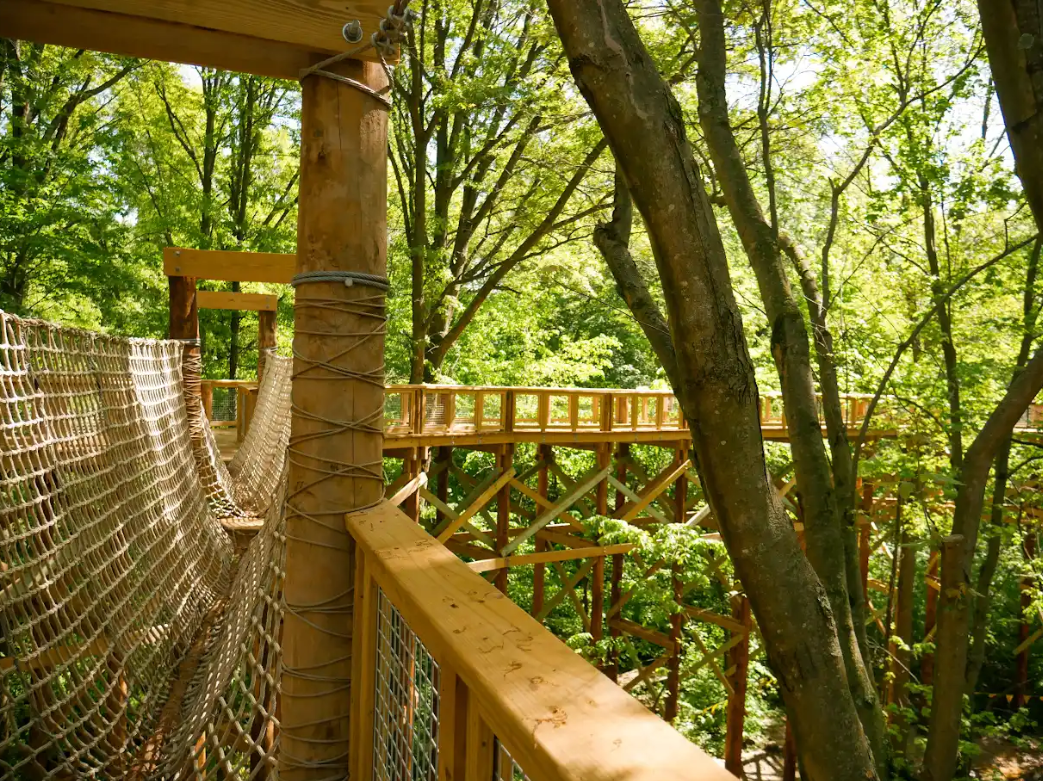 Treetop-canopy-3