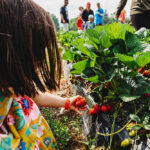u-pick-strawberries-img01